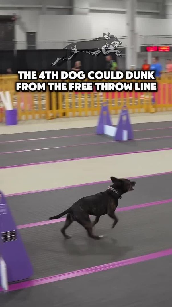 This dog can dunk?