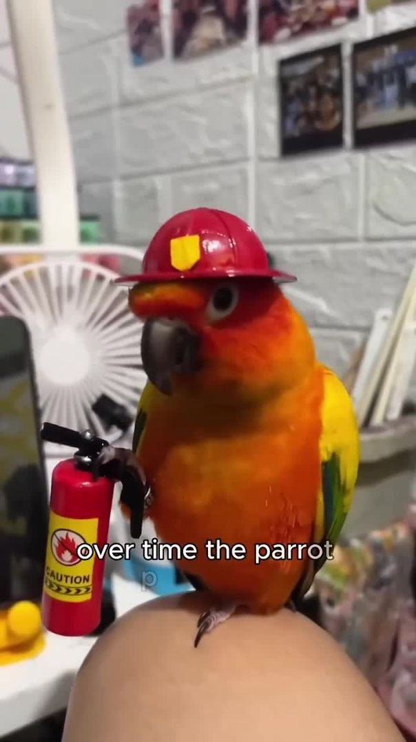 The parrot plucked its feathers to charm the father-in-law.#shorts #parrot #animal #pet #cute