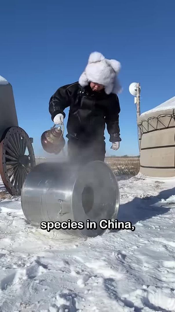 In Mongolia, food left outside in winter is highly likely to be stolen by wild animals #shorts