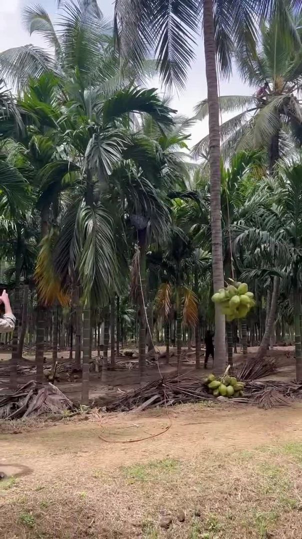 Ungal cocunut nunban for nuts cutting #coconut