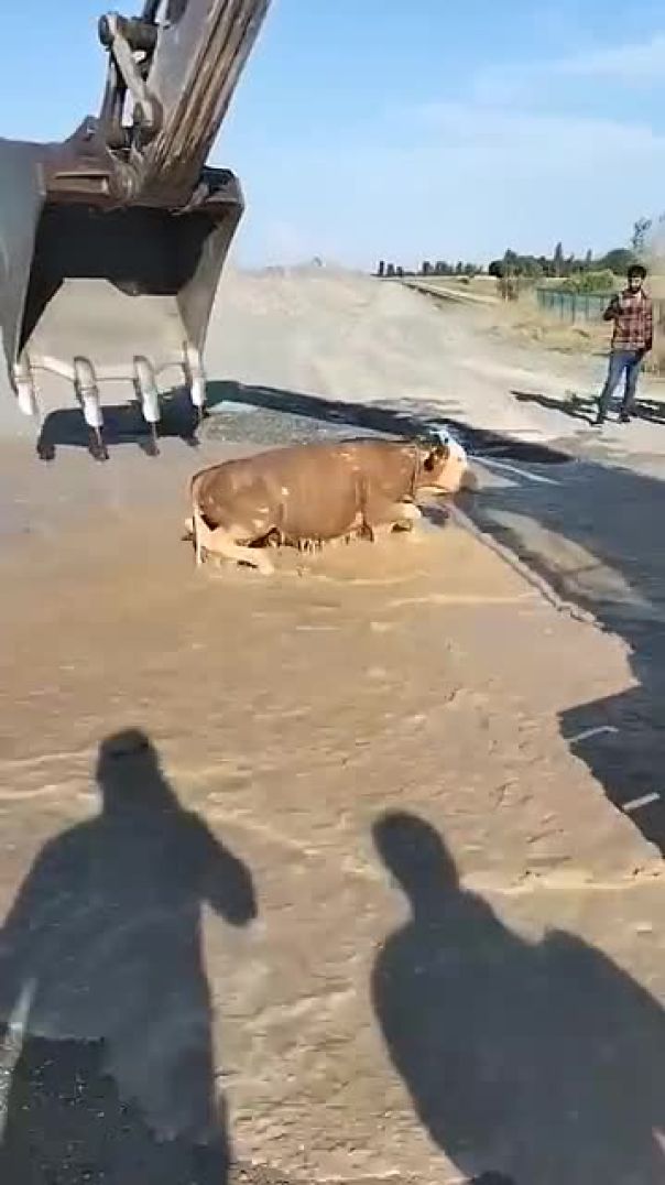 SAVING A COW THAT FALLS INTO THE STREAM WITH A SCOOP