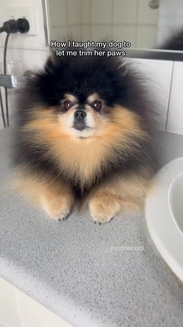 How I taught my dog to let me trim her paws ✂️ #pomeranian #dog