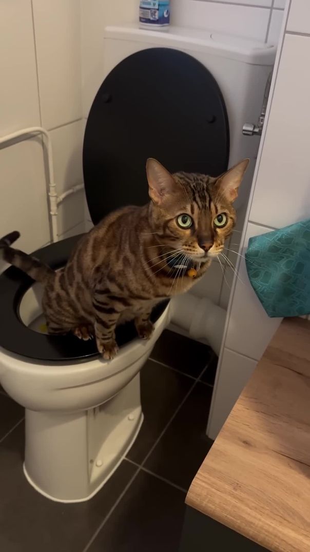 My cat is calling me to go to the toilet