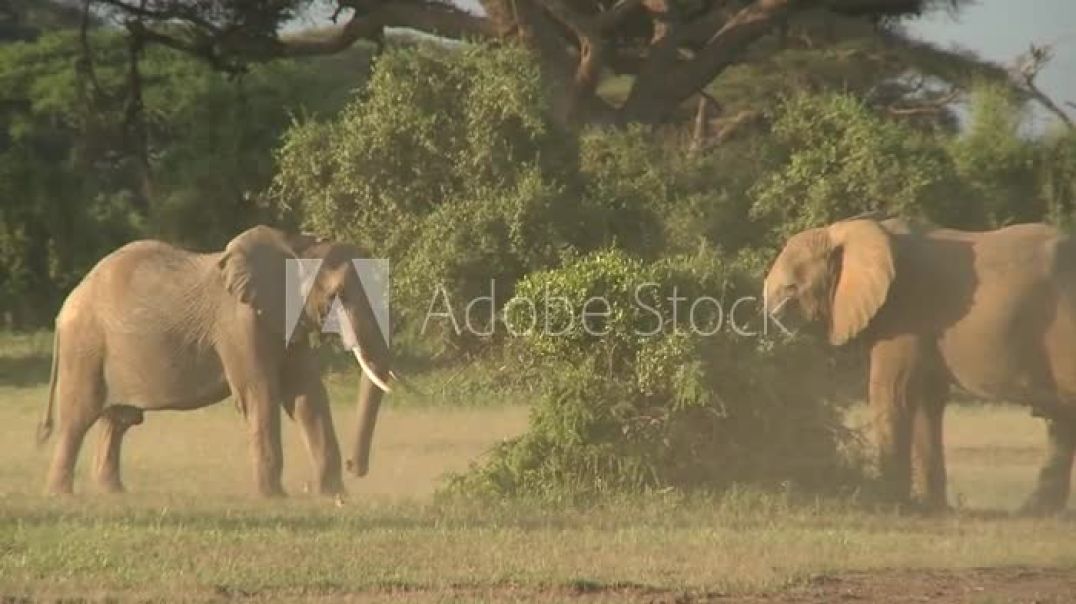 ⁣Elephants fight each other