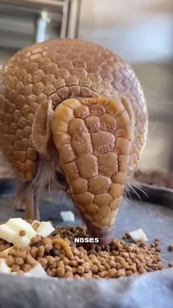 Armadillo #animals #cute #armadillo