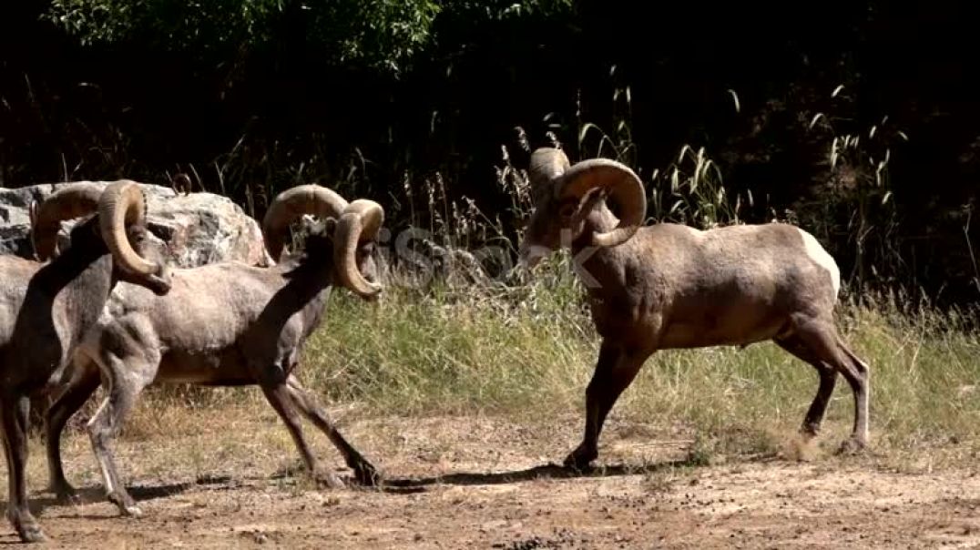 ⁣Colliding wild bighorn sheep hit horns Waterton Canyon Colorado slow motion