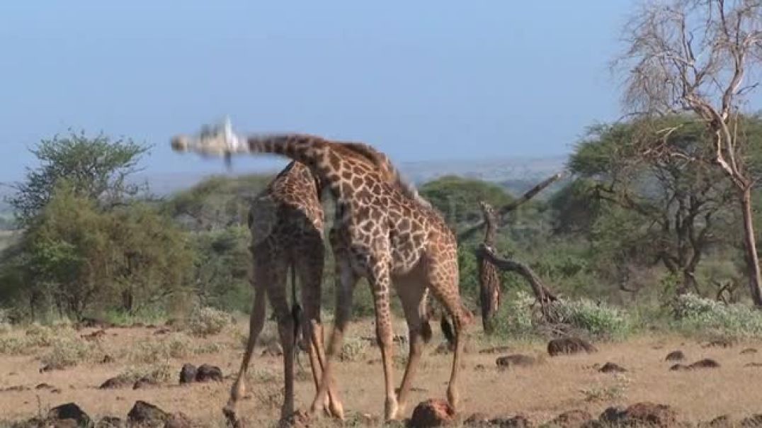 ⁣Giraffes Tussle And Fight