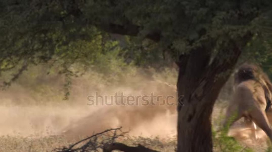 ⁣large-male-lion-chases-and-fights-lioness