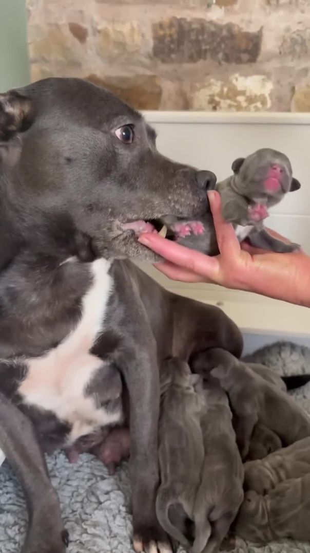 New born staffy puppies after we have cleaned the birth box #newbornpuppies #staffypuppy #cutepupy