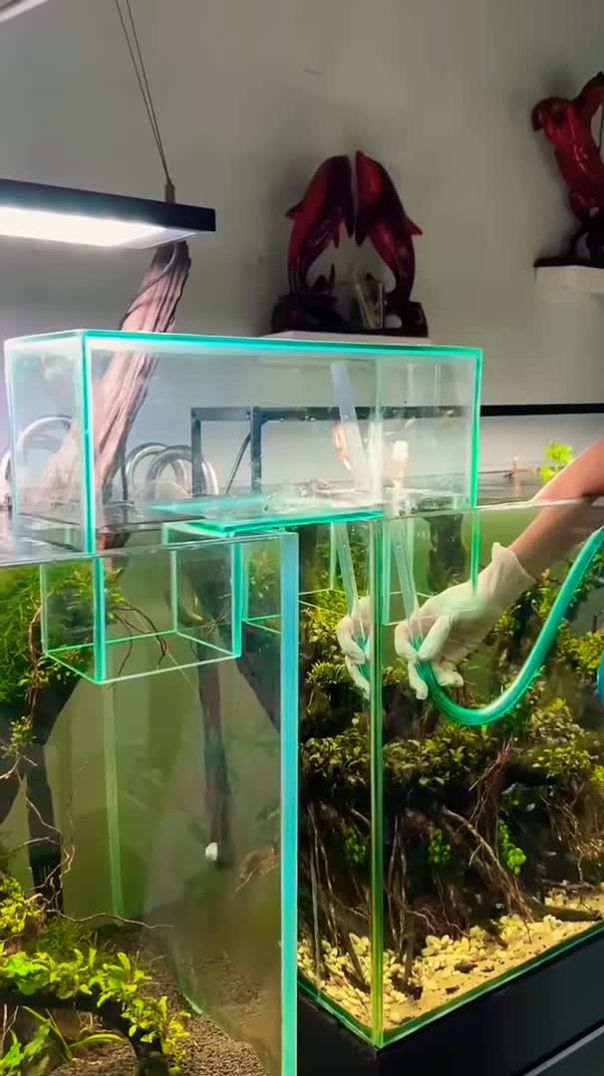 Pathway through two tanks🥰💯#fish #aquarium #shorts #viralvideo #pathway #shortfeed #pets #new