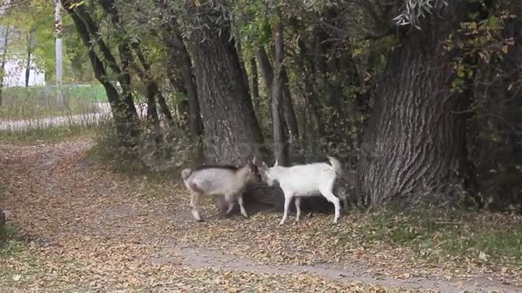 ⁣Two Goats Fight