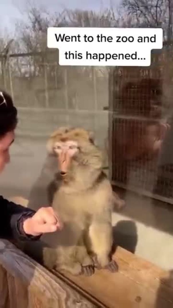 Bro was not expecting that 🤣 #calmdown #zoo #monkey #magictrick #memes