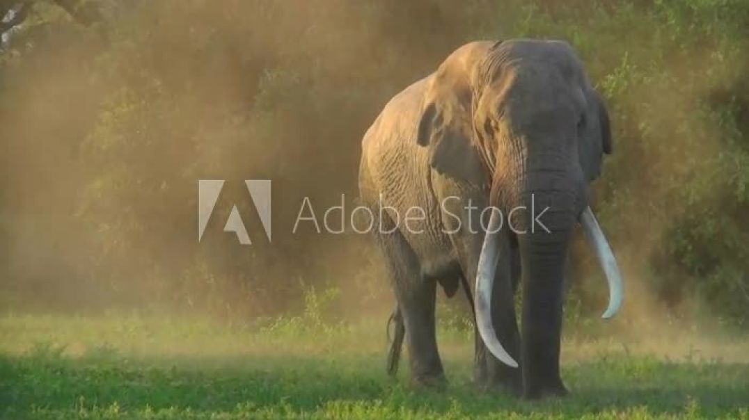 ⁣A beautiful majestic giant elephant