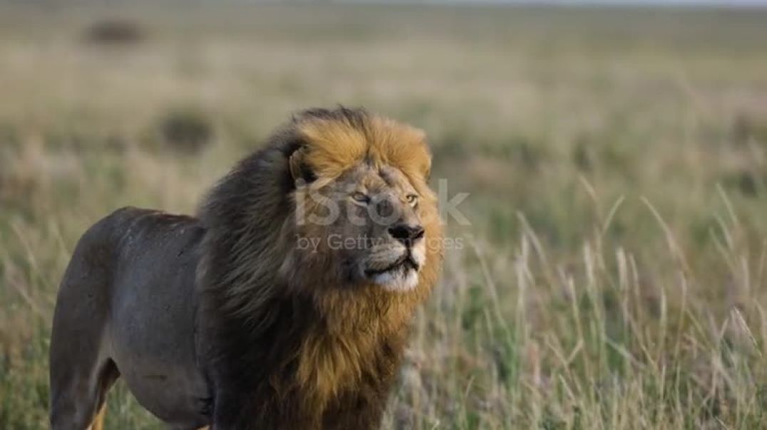 ⁣male lion walking towards