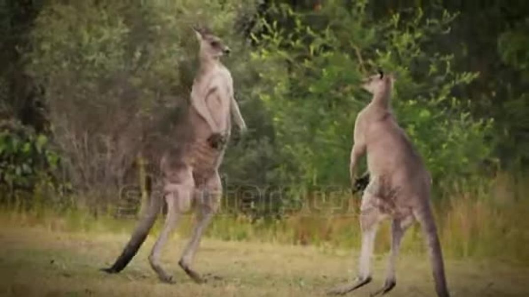 ⁣two-eastern-grey-kangaroos-fighting-with-each-other-in-tasmania-in-australia