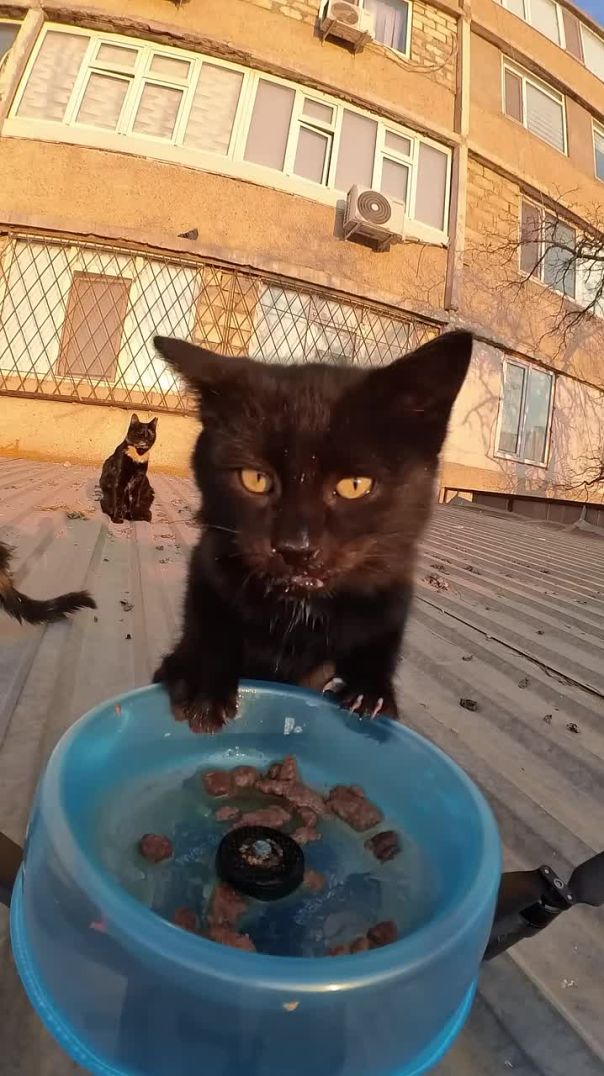 Drone Delivers Food To Rooftop Cats