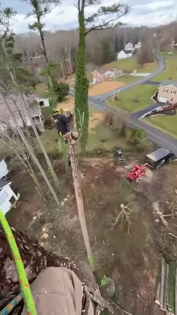 Cutting trees#treework#wood #tree#cuting