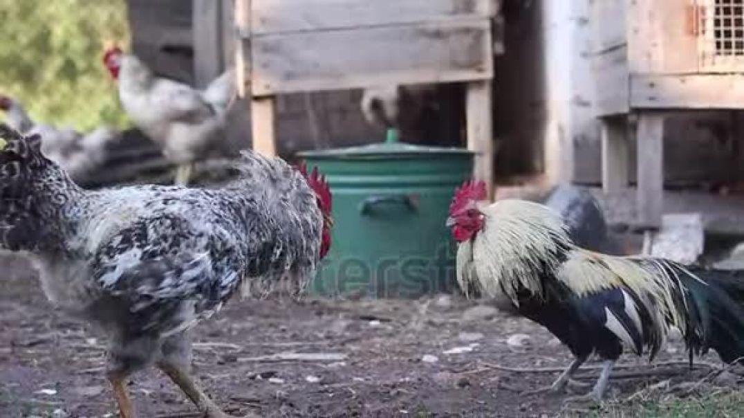 cocks-fight-small-and-big