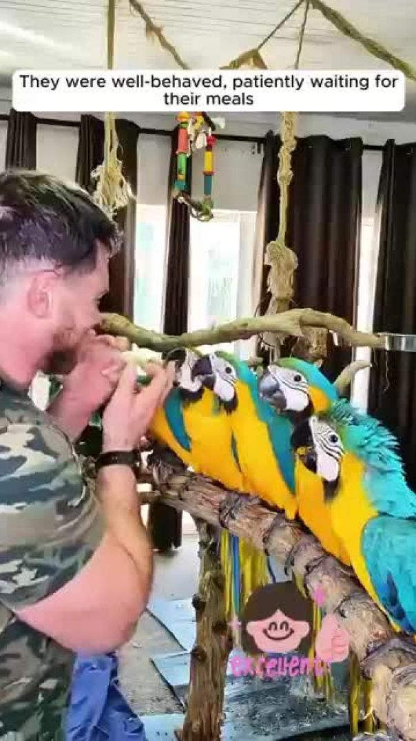 This kind man saved abandoned parrots