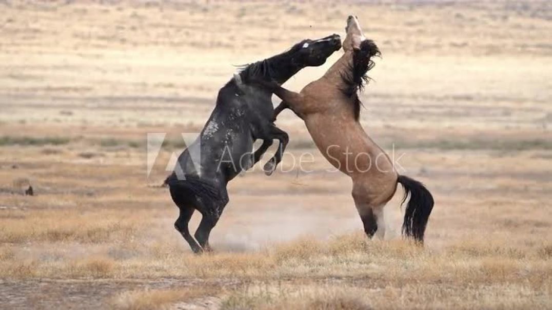 ⁣Wild Horses  kick and bite