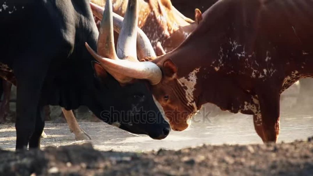 ⁣buffalo-fighting-in-bangkok-reserve-conservation-open-zoo-thailand-animals-in-the-national