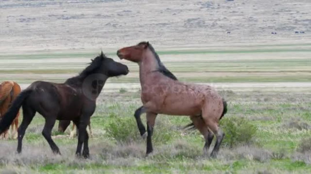 ⁣Two Wild Horses Fighting