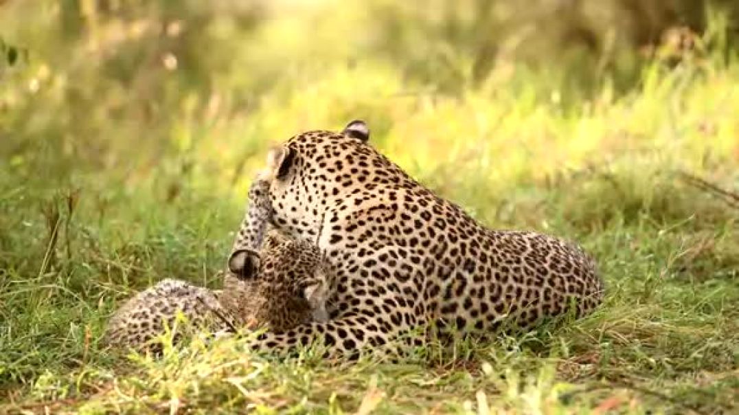 ⁣leopard-mom-care-about-cubs-in-the-middle-of-wild-kenya-africa