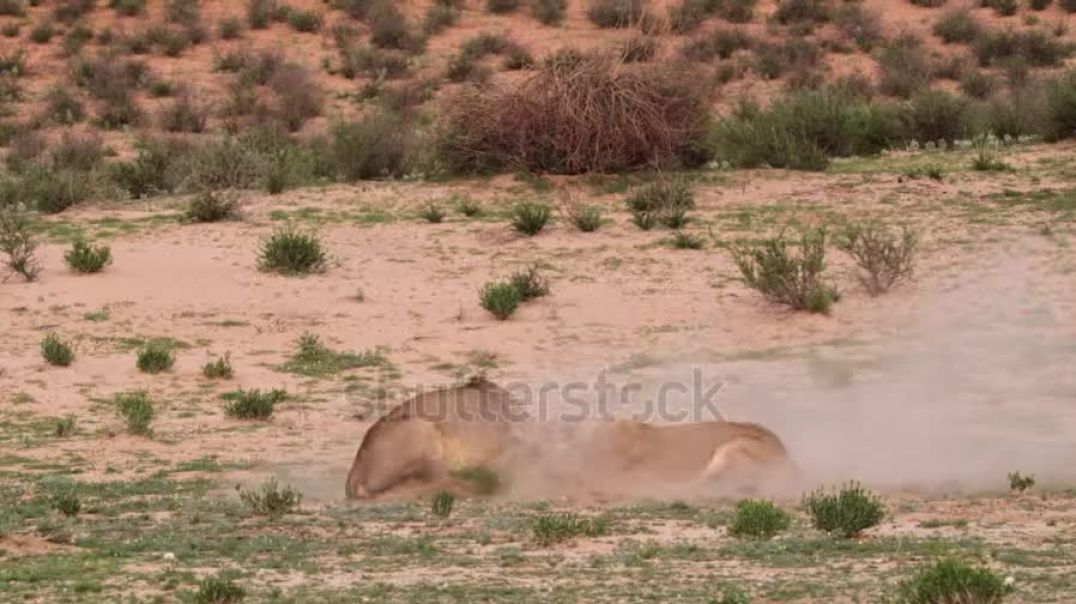 lion-and-lioness-fighting-in-african