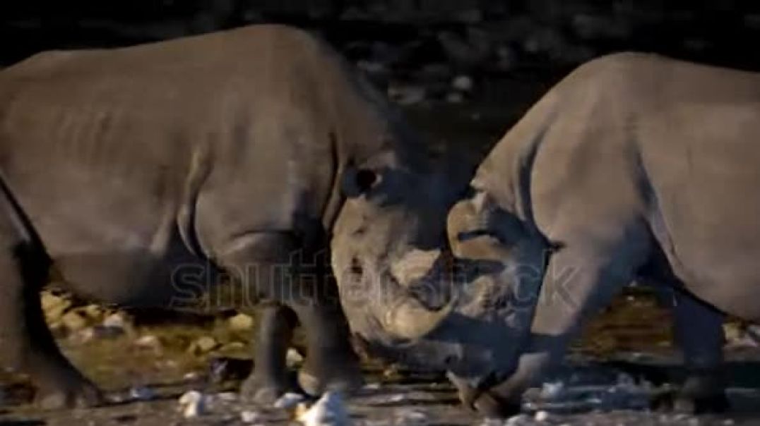 rhinoceros-in-fight-at-night-