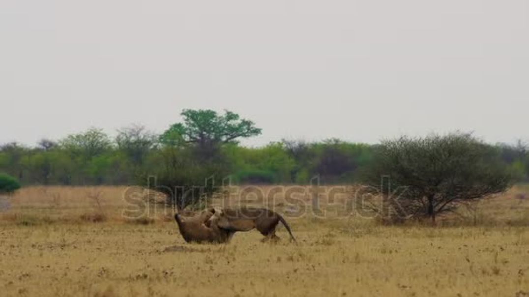 ⁣two-fierceful-male-lions-fighting-at-the-middle-of-african-savanna-under-heat-of-the-sun-wide-shot