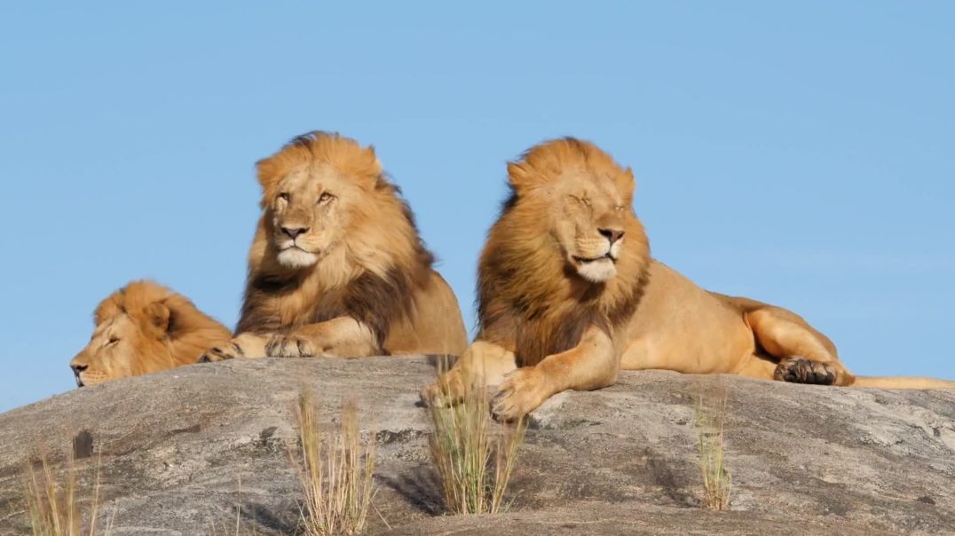 ⁣three Young male lions