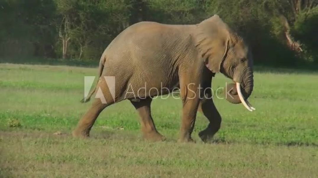 Two elephants fight