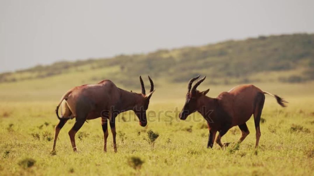 ⁣slow-motion-of-topi-fighting-in-fight-african-wildlife-animals-clashing-antlers-banging-and