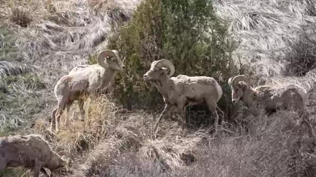 bighorn-sheep-rams-butting-heads-in-slow-motion-in-the-teton-wilderness-in-wyoming