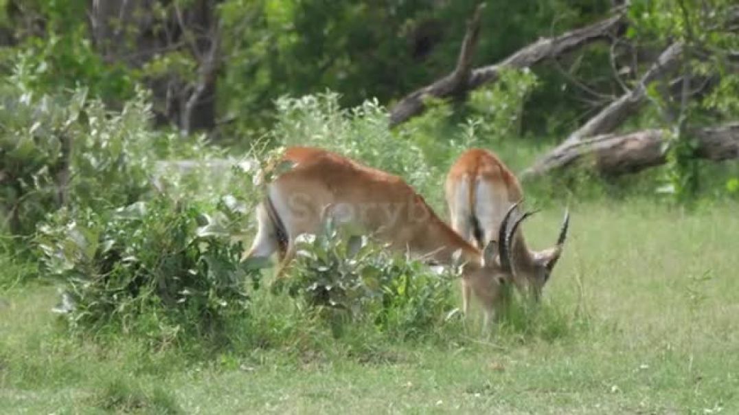 ⁣Two Lechwe Fighting And Walk Away