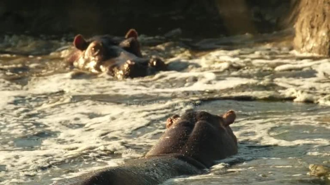 ⁣A skirmish between two rival hippos who did not share the territory in the pond