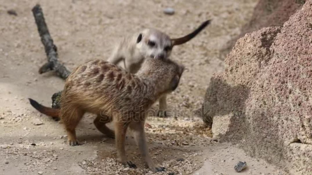 slow-motion-shot-of-playful-meerkats-fighting-and-biting-each-other-on-sandy-ground