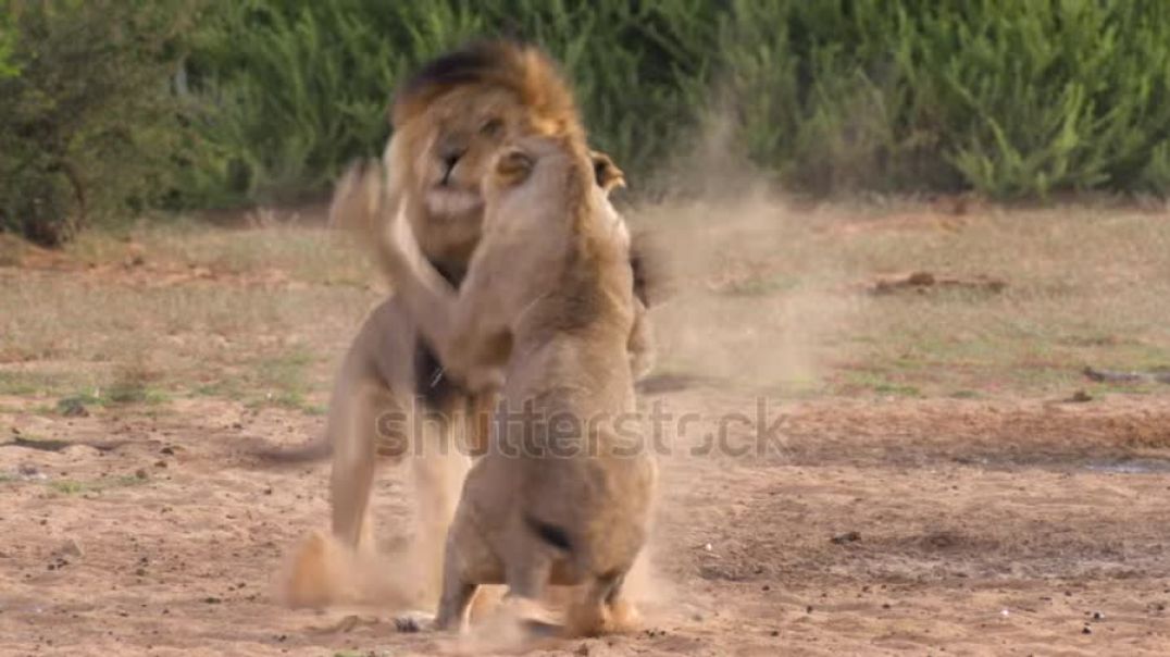 ⁣bighorn-sheep-rams-butting-heads-in-slow-motion-in-the-teton-wilderness-in-wyoming