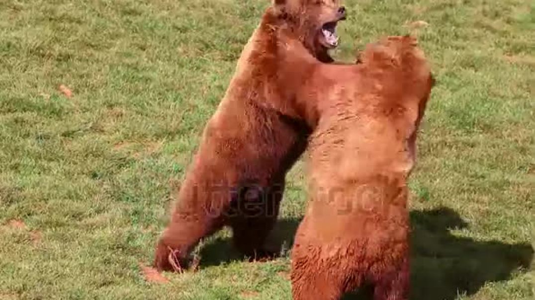 ⁣bears-fighting-in-natural-park