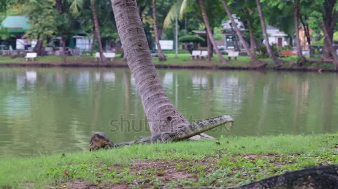 ⁣stock-footage-two-clouded-monitor-varanus-nebulosus-are-fighting-seriously-for-food-in-the-lumpini-p