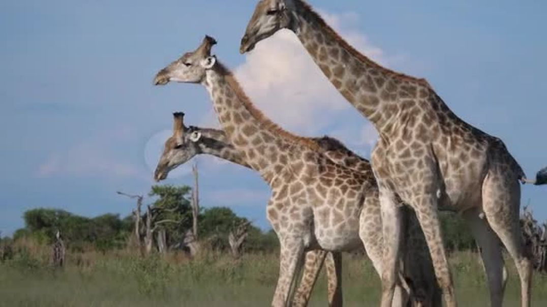 ⁣Two Giraffes Starts Fighting