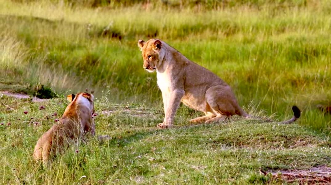 ⁣juvenile-lion-siblings-playfully-slapping-each-other-in-grassland-funny-animals