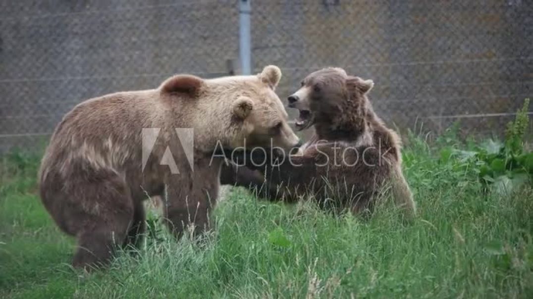 ⁣bears are fighting