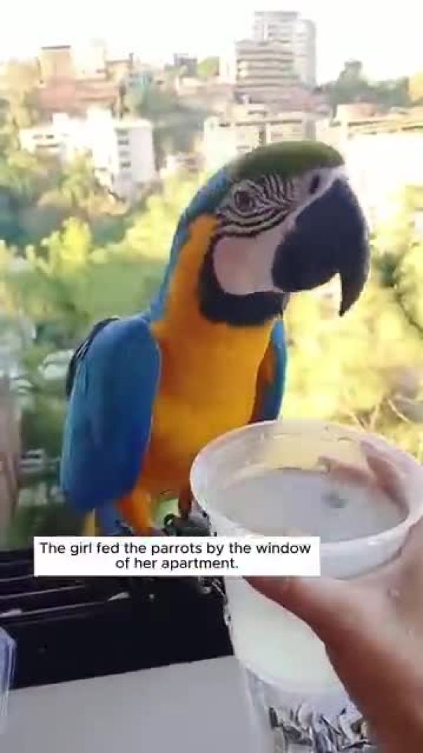 The girl fed the parrots by the window of her apartment #animals #animalshorts #shortvideo