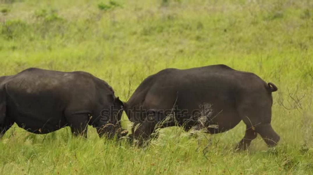 ⁣safari-national-park-rare-footage-of-two-aggressive-white-horn-rhinos-fighting-butting-for-female