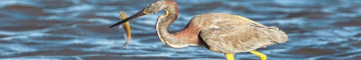 Southern Scenes Shop