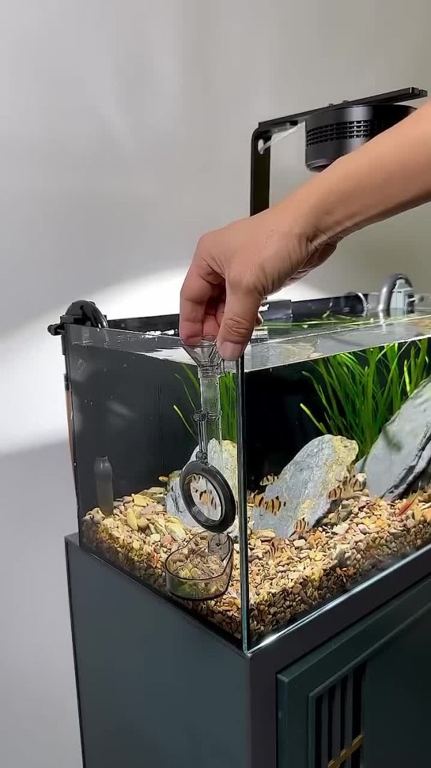 Essential Fish Feeding Tips for Healthy Aquarium Care