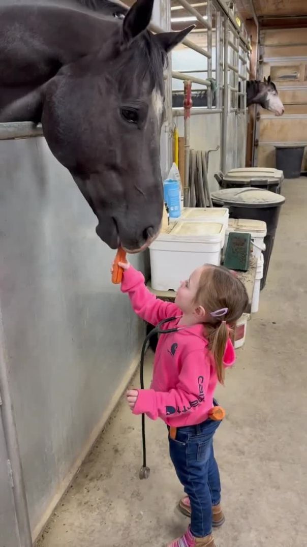 #horse #toddlers #horsecare #equestrian lovely girl