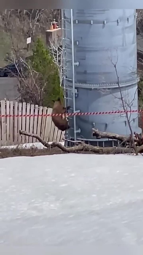 Bears Scale Tower and Face Near-Death Plunge!