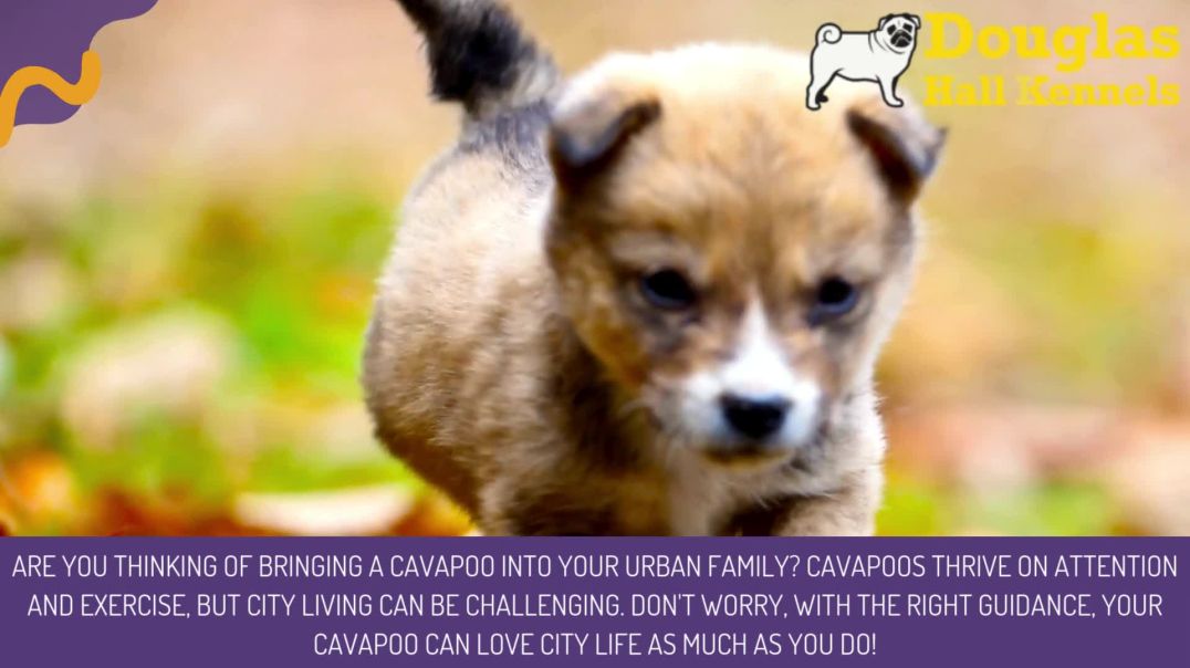 Urban Cavapoo Living: Essential Tips for Adapting Your Dog to City Life | DHK